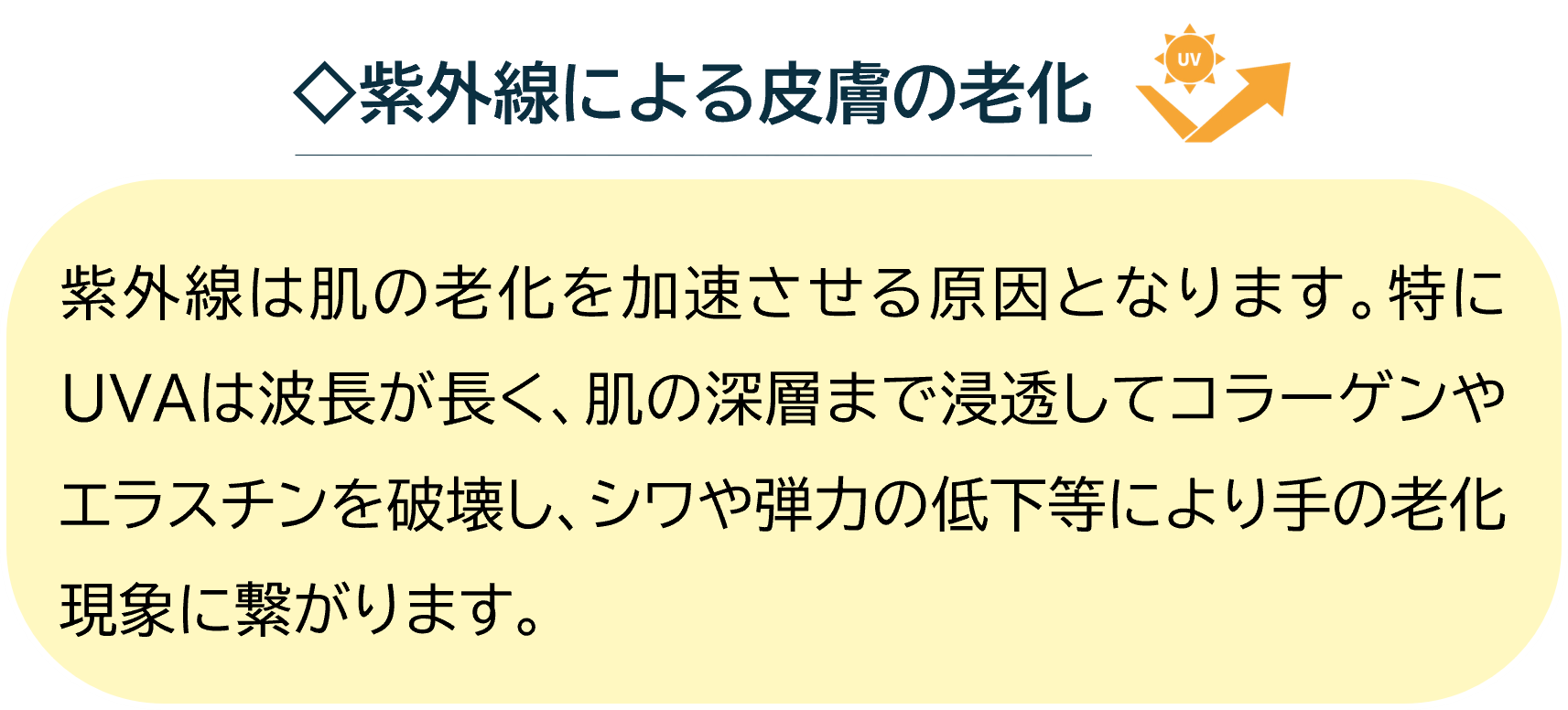 ◇紫外線による皮膚の老化
紫外線は肌の老化を加速させる原因となります。特にUVAは波長が長く、肌の深層まで浸透してコラーゲンやエラスチンを破壊し、シワや弾力の低下等により手の老化現象に繋がります。
